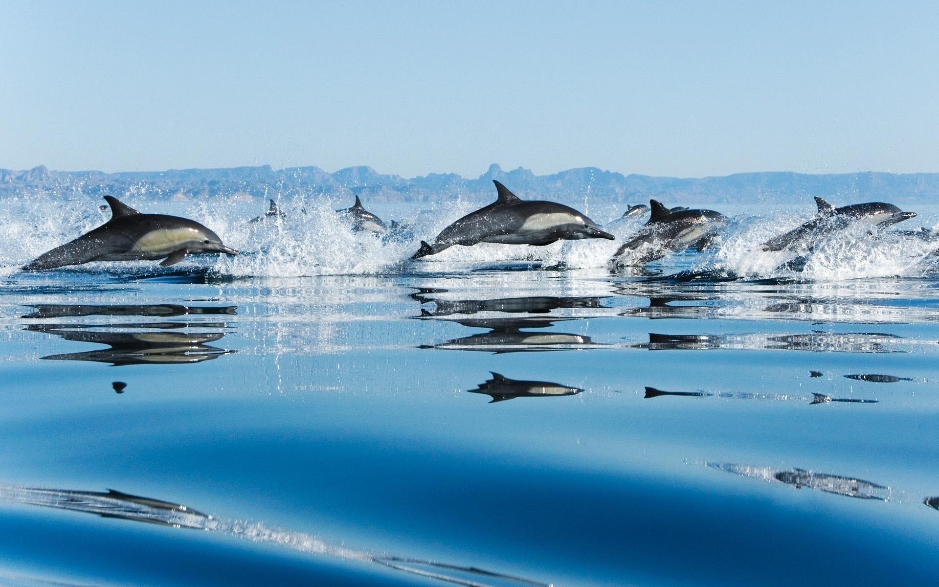 Dolphins in Sea1042412278 - Dolphins in Sea - Playing, Dolphins